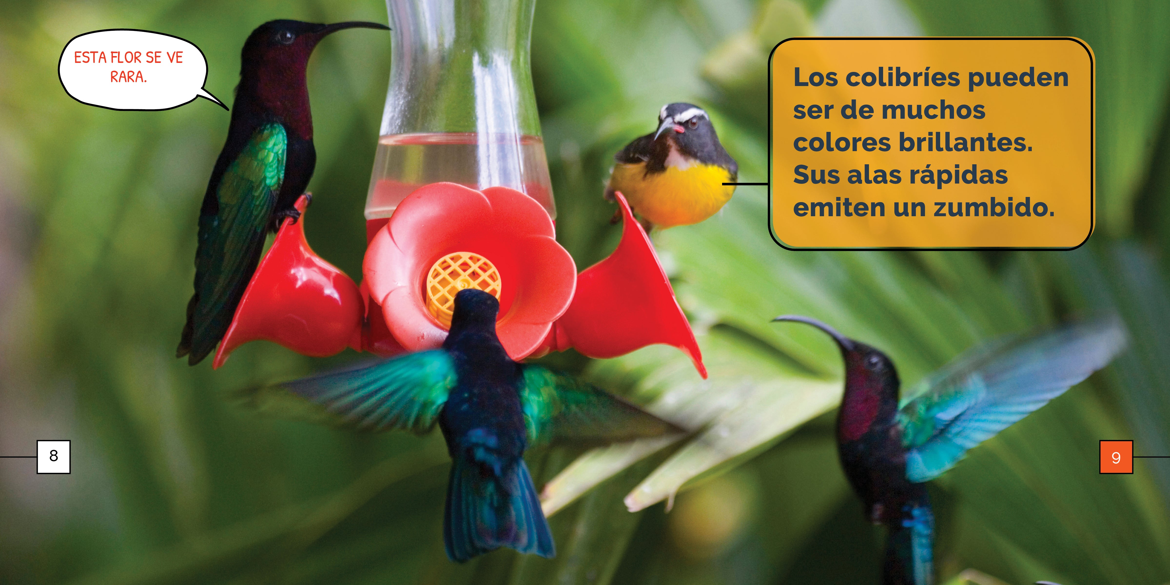 Hummingbirds Wonders - Stunning Hummingbird Gifts & Decor for Nature Lovers | Perfect for Home Decor, Garden Ornaments & Bird Watching Enthusiasts
