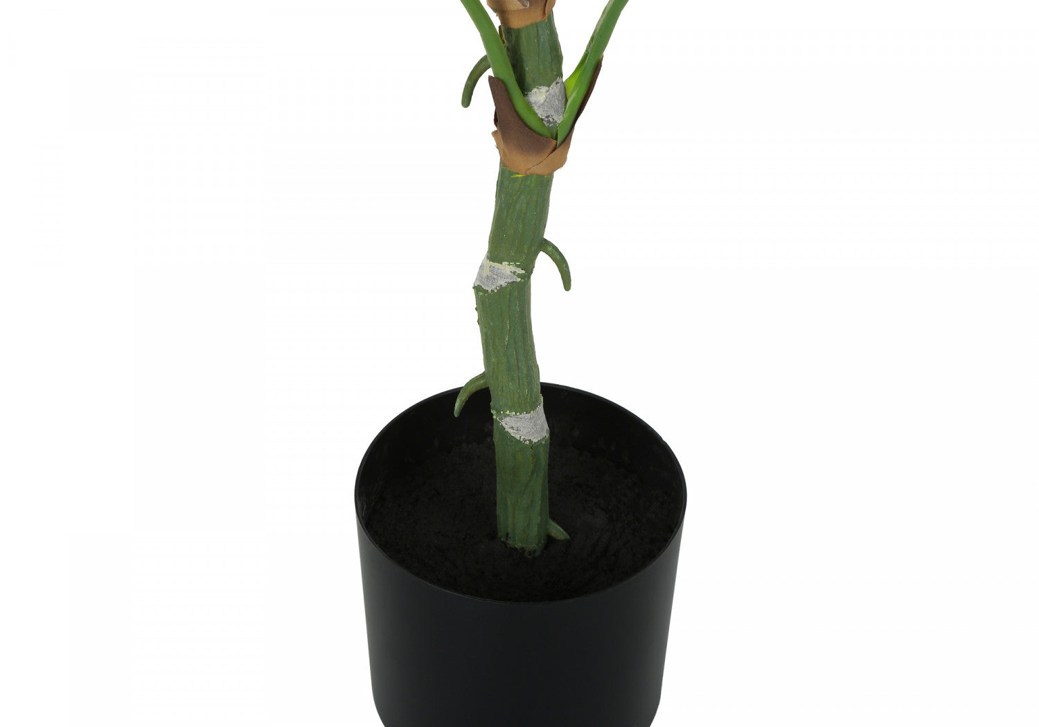 54 Inch Dieffenbachia Plant with 6 Inch Black Pot - Large Tropical Houseplant for Home, Office & Indoor Decor