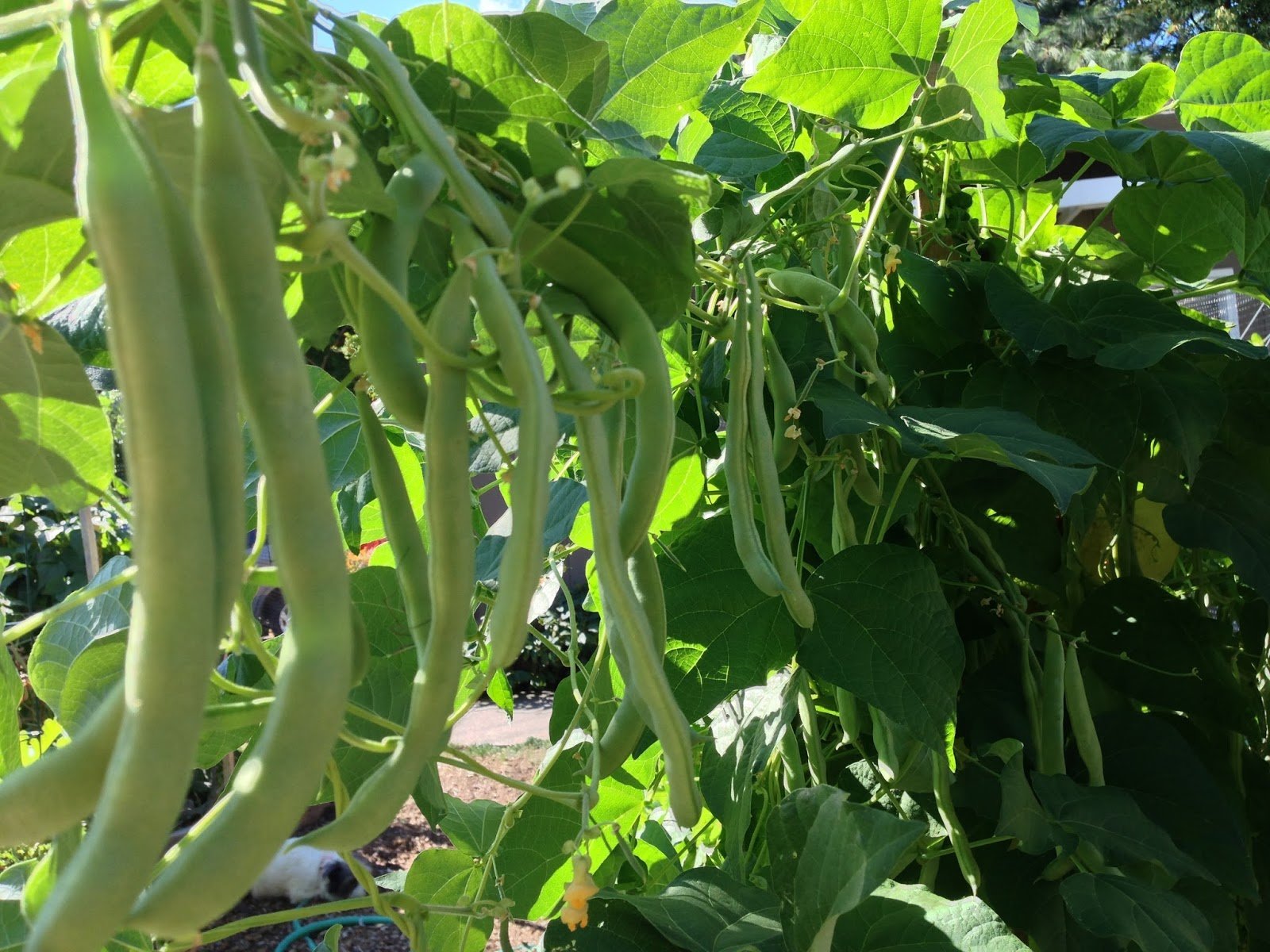 Kentucky Wonder Pole Beans - Non-GMO Super Seeds (1 LB Bulk Pack) for Home Gardening, Vertical Trellis & Organic Farming