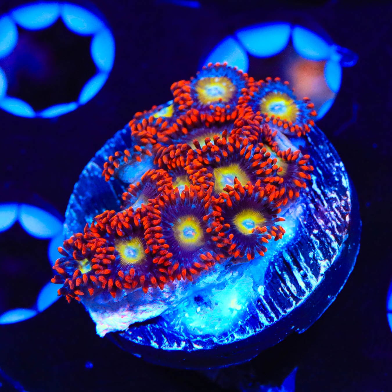 Premium Circus Freak Zoanthids Coral for Saltwater Aquariums – Vibrant Colors & Easy Care – Perfect for Reef Tanks & Marine Displays