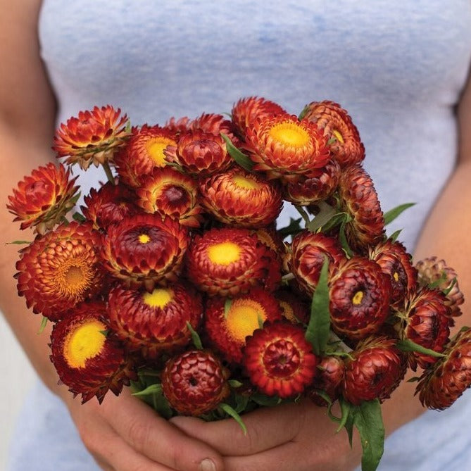 Copper Red Strawflower - Dried Flowers for Home Decor, DIY Crafts, and Wedding Bouquets | Perfect for Rustic, Boho, and Farmhouse Style