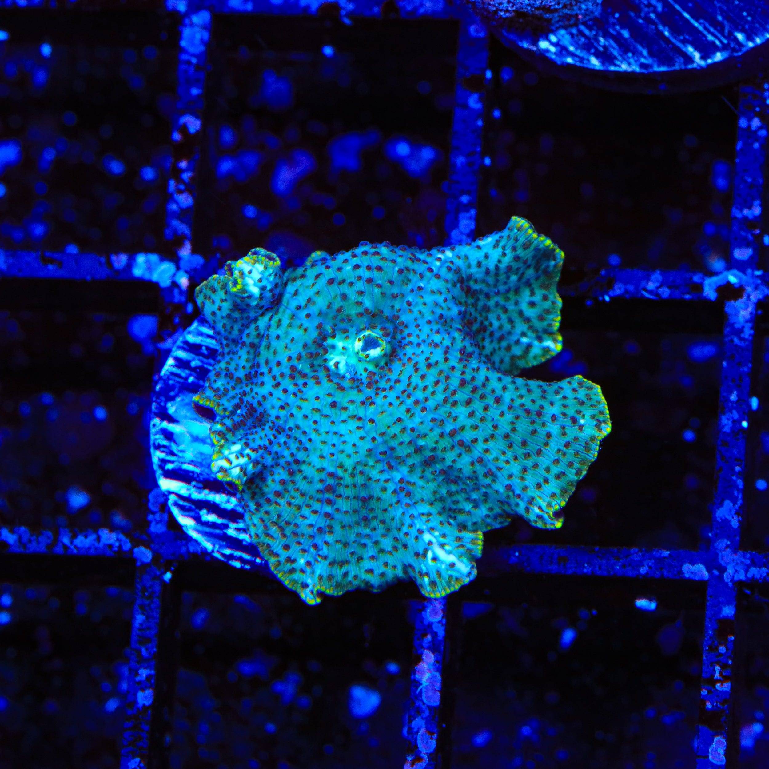 Dream Catcher Mushroom Coral - Saltwater Aquarium Coral for Reef Tanks | Perfect for Marine Aquascaping and Home Decor