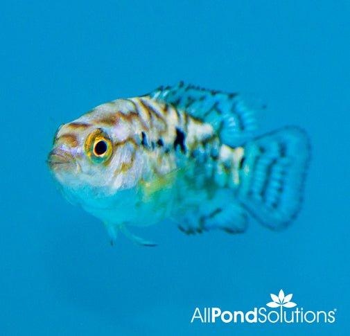 Electric Blue Jack Dempsey Cichlid (Cichlasoma Octofasciatum) - Vibrant Aquarium Fish for Freshwater Tanks | Perfect for Home Aquariums & Fish Tanks