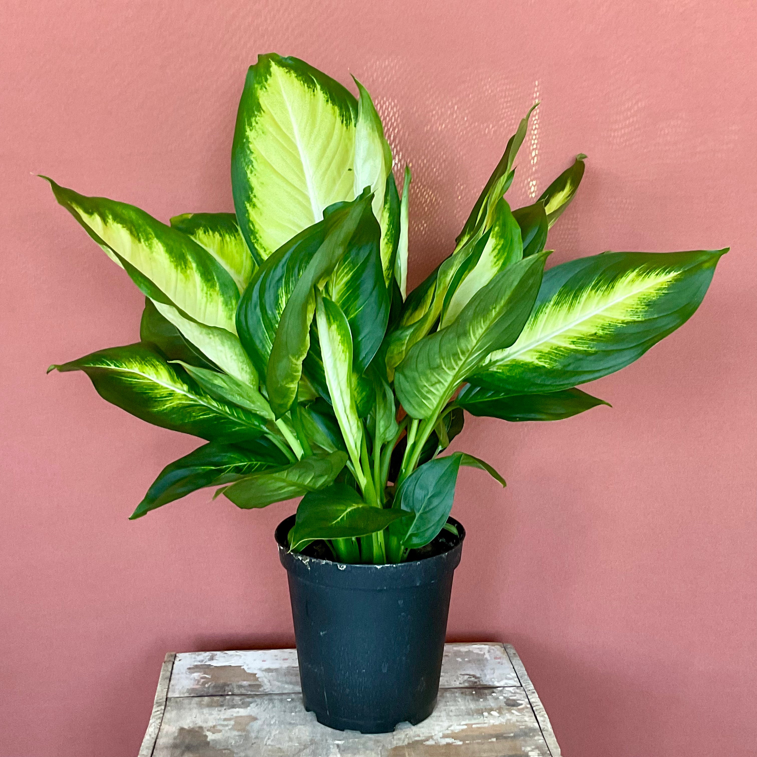 Dieffenbachia Hybrid - Medium Size Indoor Plant - Perfect for Home & Office Decor, Air Purifying Houseplant for Living Room, Bedroom, or Workspace