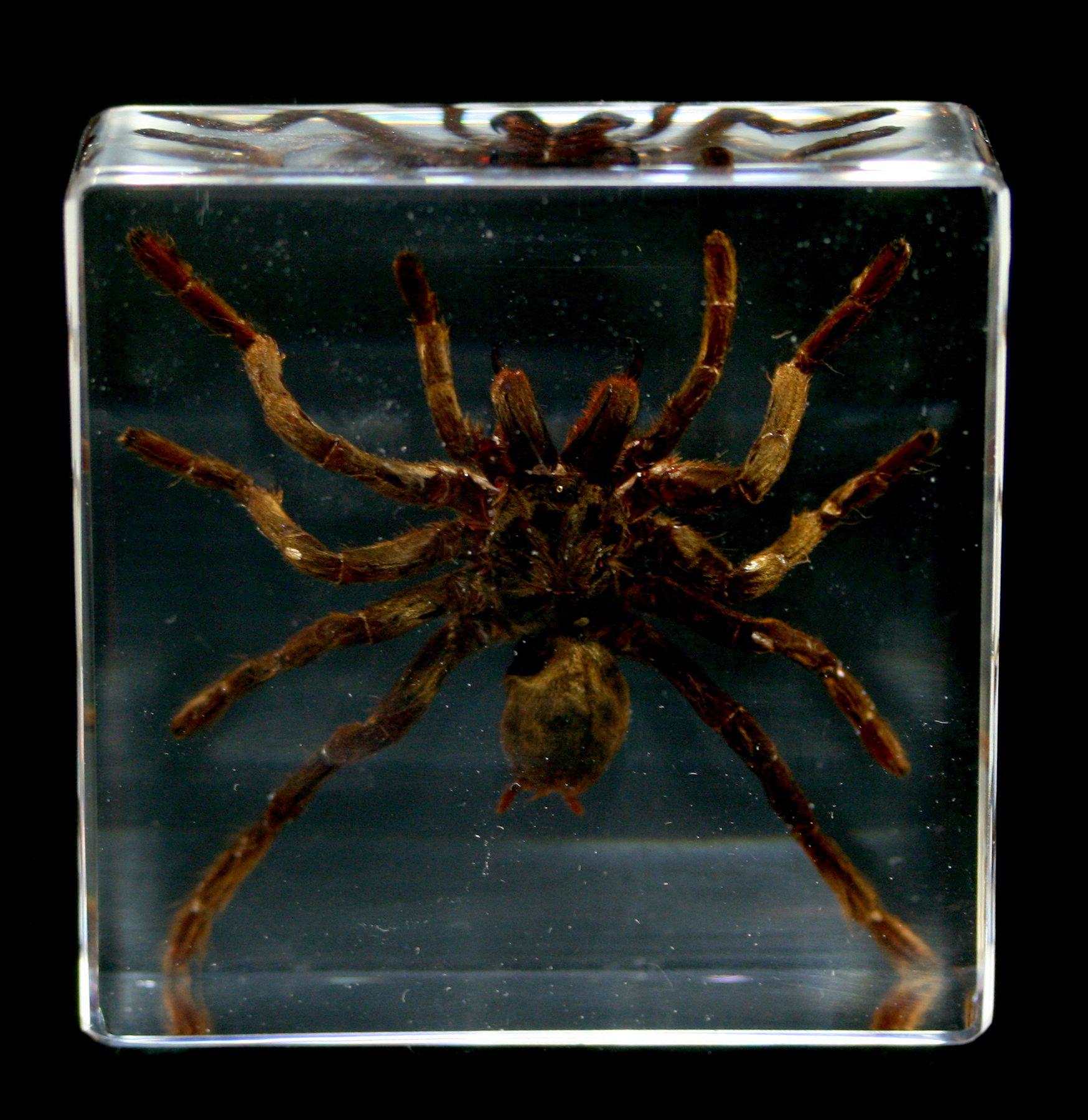 Realistic Tarantula Encased in Clear Acrylic Block - Perfect for Halloween Decor, Science Education & Insect Collectors Display