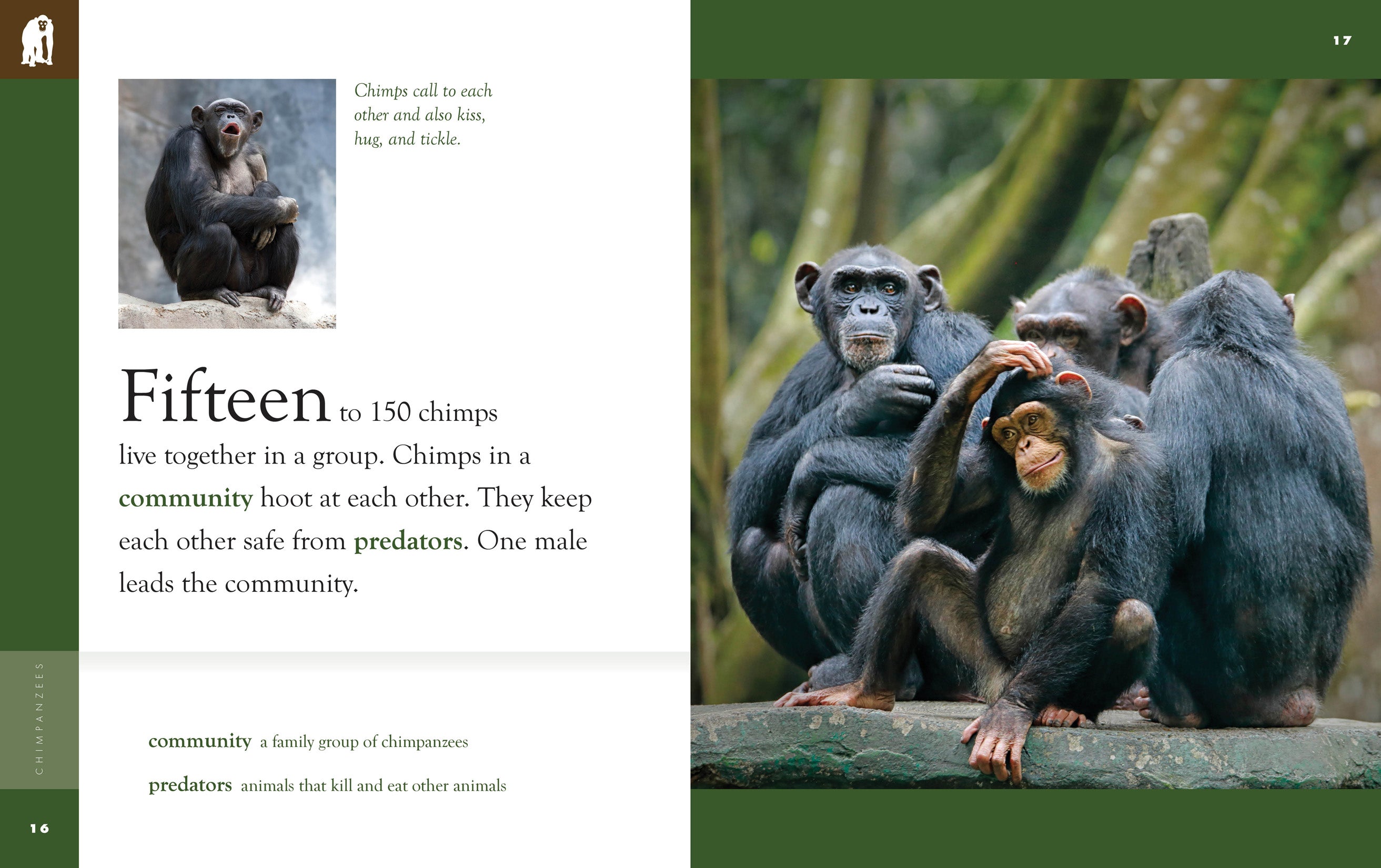 Chimpanzees Book - 9781640265098 | Wildlife & Nature Guide for Animal Lovers, Students & Researchers