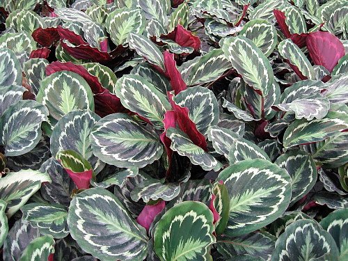 Calathea Medallion Prayer Plant - 4 Inch Live Houseplant for Home & Office Decor - Easy Care Indoor Plant for Low Light Spaces