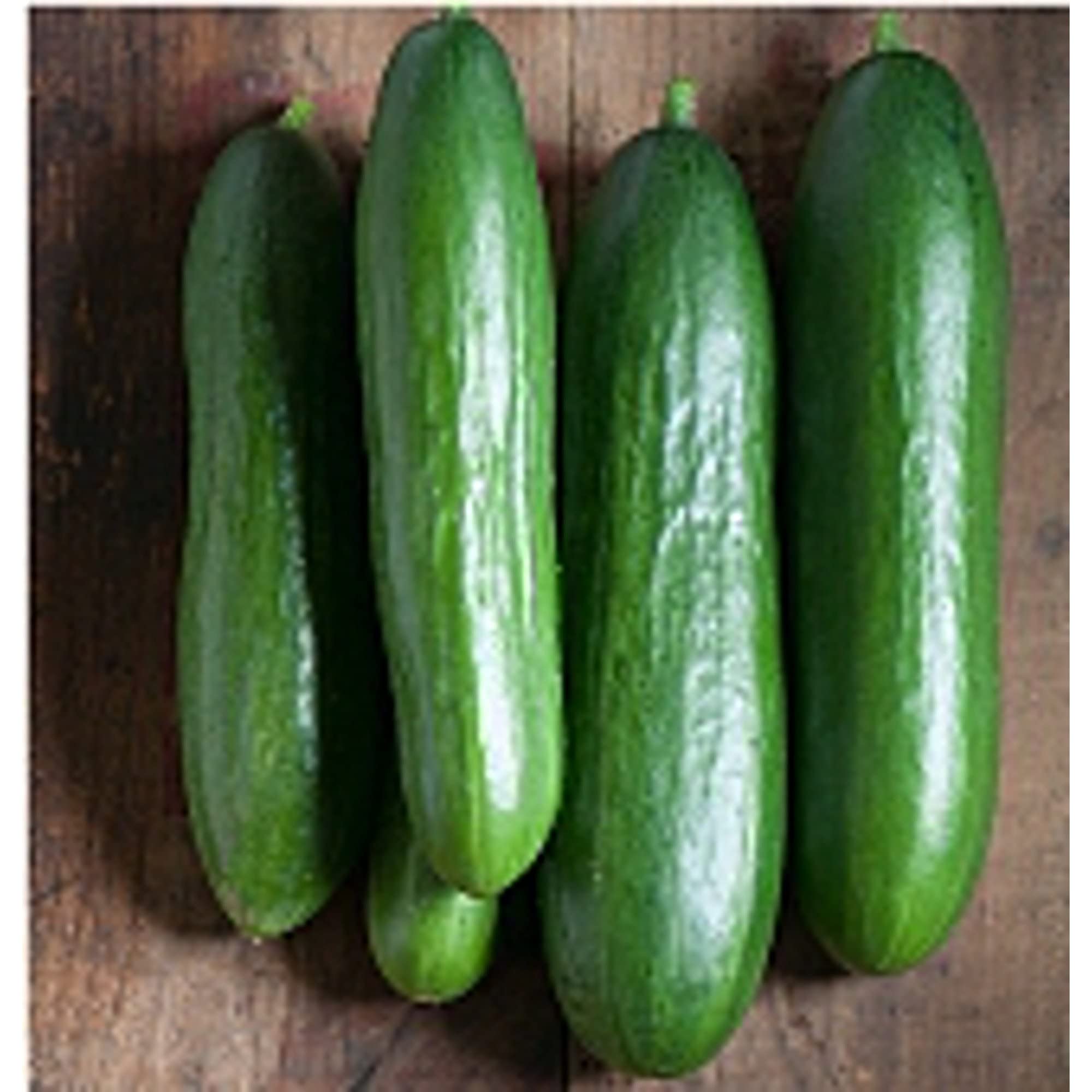 Non-GMO Diva Cucumber Seeds (20+ Seeds) for Planting - Home Garden, Greenhouse & Container Gardening | Fresh Salad & Pickling Cucumber Variety