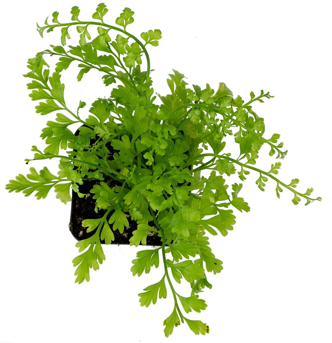 Sprig & Stone Live Mini Ferns Terrarium Plants (Mother) - Perfect for Indoor Terrariums, Fairy Gardens & Home Decor
