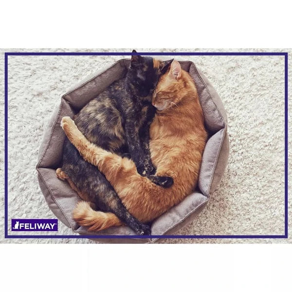 FELIWAY FRIENDS Cat Calming Diffuser Kit - Reduce Multi-Cat Tension & Stress - Plug-in Diffuser with Pheromones for Harmony at Home - Perfect for Multi-Cat Households & Introducing New Cats
