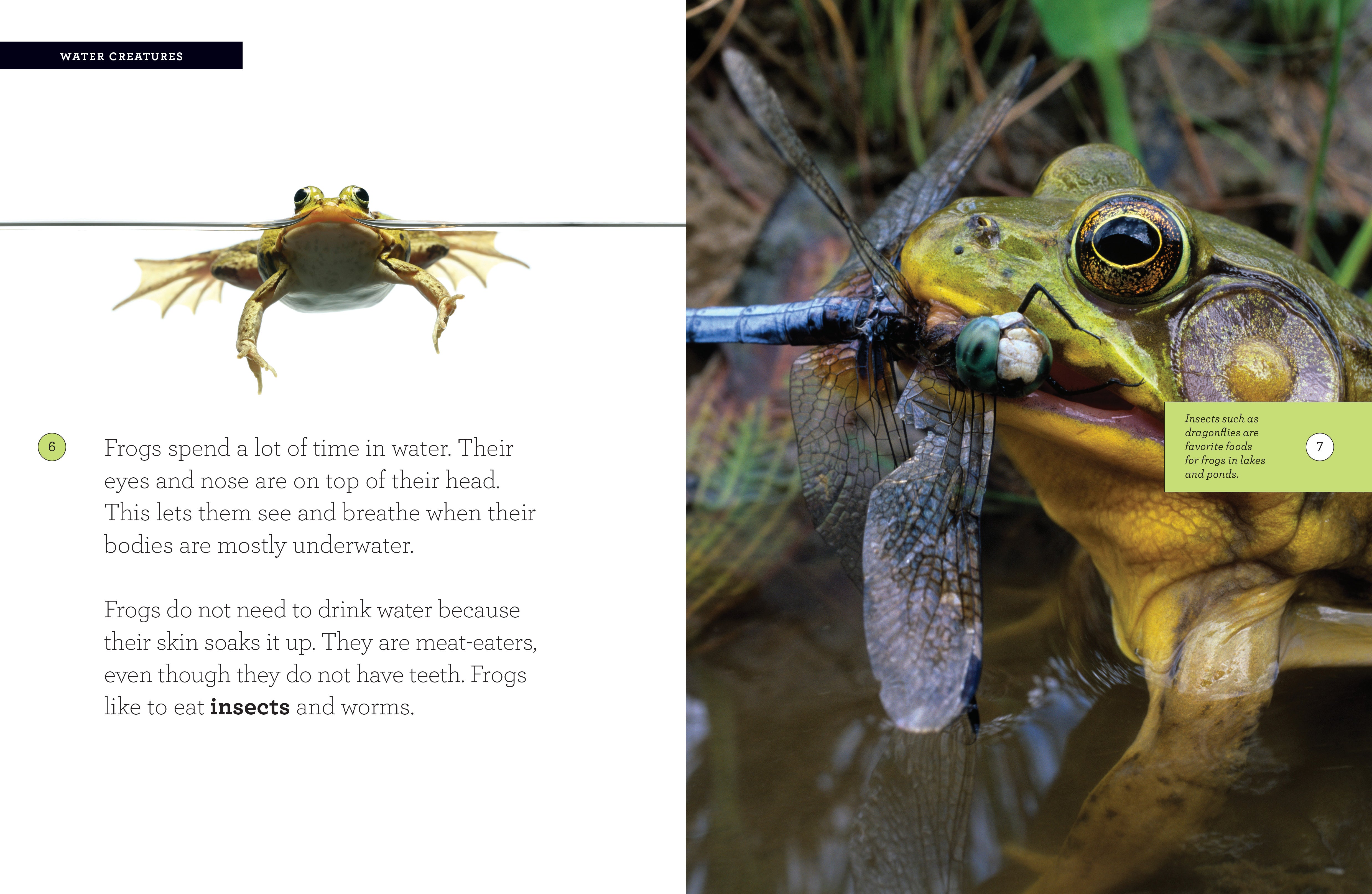 Frog 978-1-60818-216-9 - Educational Book for Kids | Perfect for Classroom Learning & Homeschooling