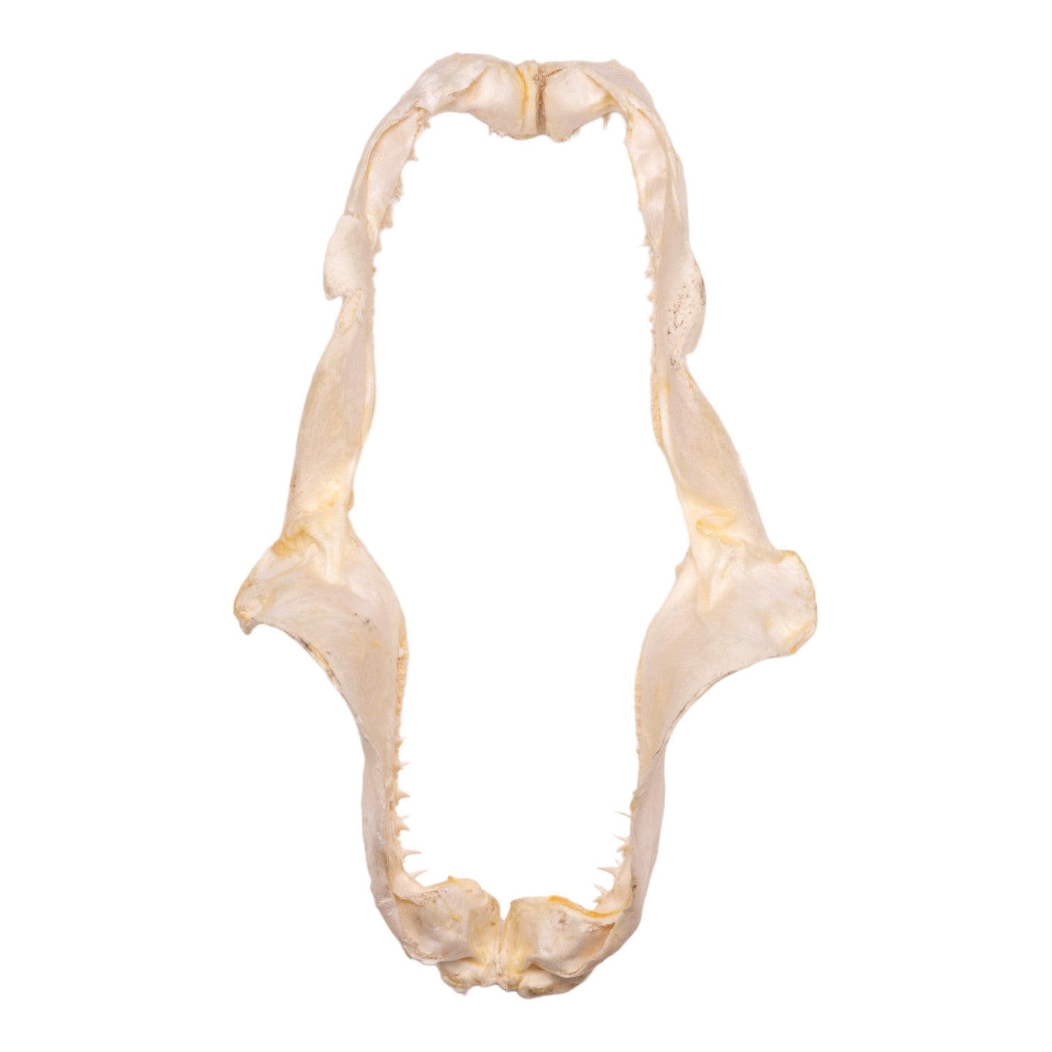 Authentic Smalltooth Sand Tiger Shark Jaw - 9.4