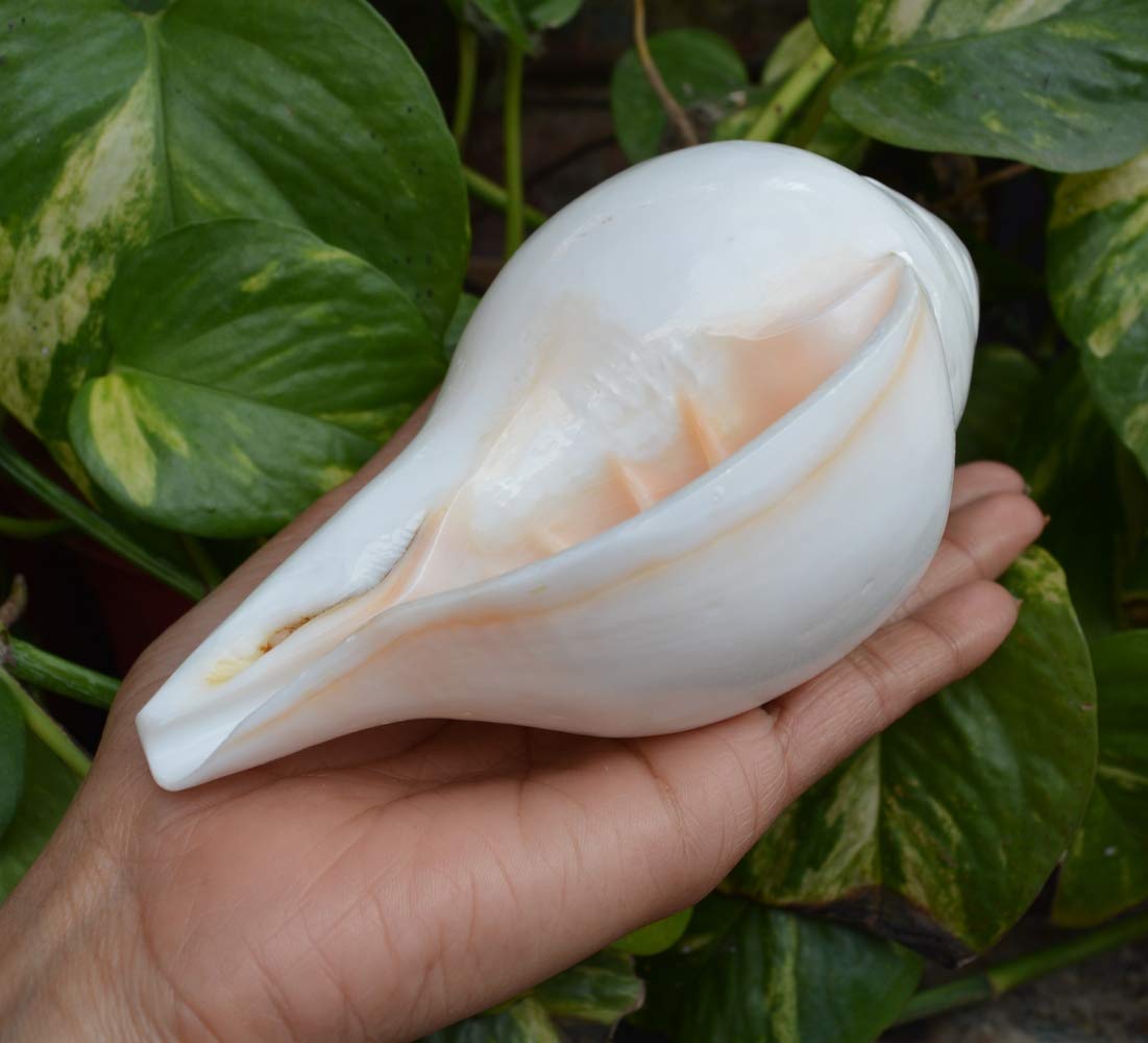 Authentic Pooja Shankha Conch Shell - Sacred Hindu Ritual Instrument for Prayer & Meditation | Perfect for Puja, Yoga & Spiritual Ceremonies