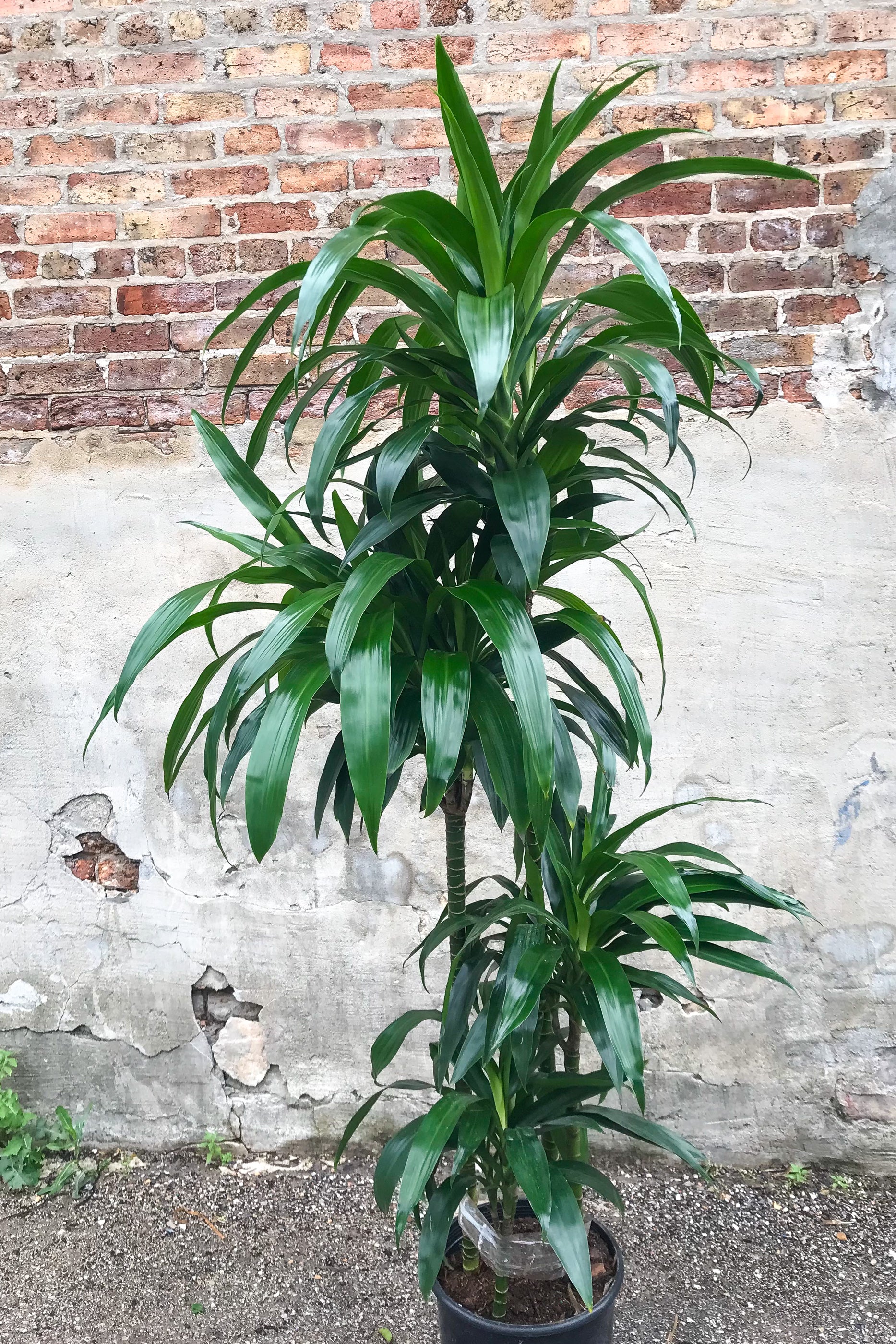 Dracaena 'Janet Craig' Staggered Cane 12