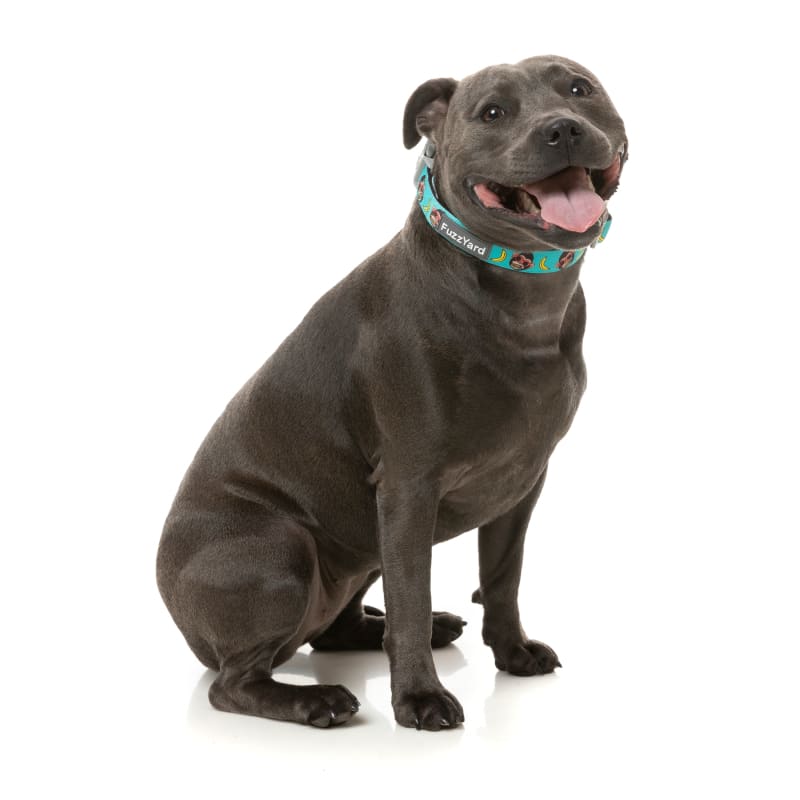 Fuzzyard Gorillz Dog Collar - Adjustable Pet Collar with Soft Padding (3 Sizes: S/M/L) - Perfect for Walking, Training & Outdoor Adventures