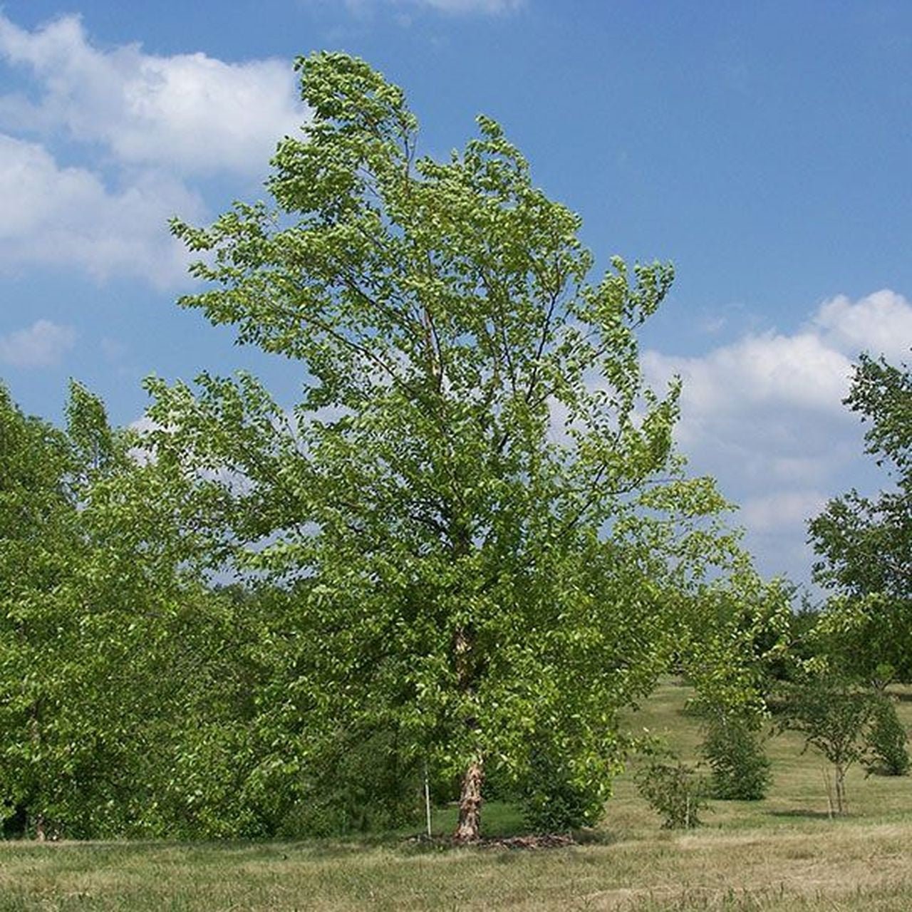 River Birch Tree (Betula nigra) - Fast-Growing Shade Tree for Landscaping, Erosion Control & Wet Areas | Perfect for Backyards, Parks & Waterside Planting