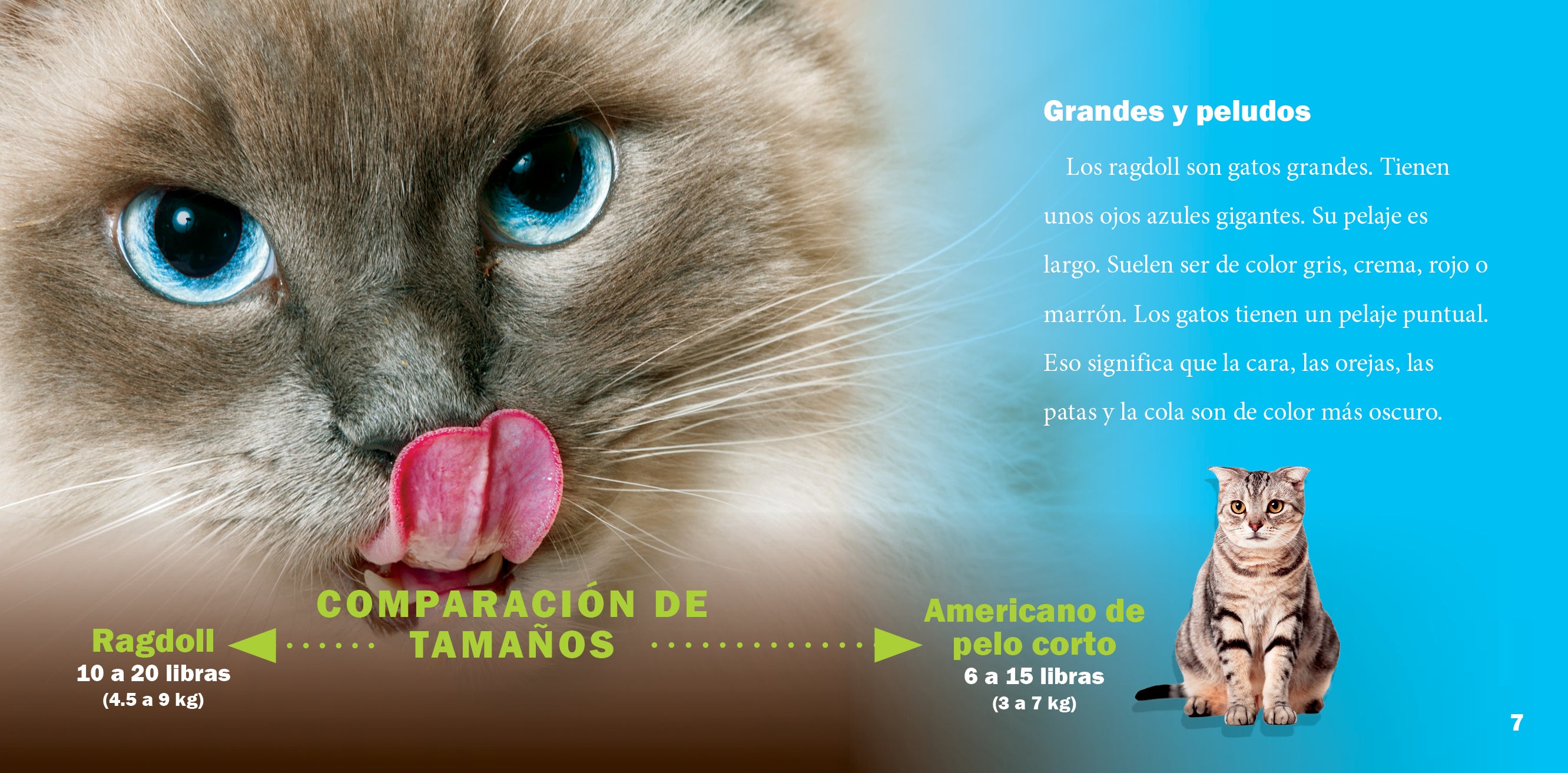 Ragdoll Cat - Adorable Blue-Eyed Fluffy Companion for Families & Pet Lovers | Perfect Indoor Playmate & Cuddly Friend