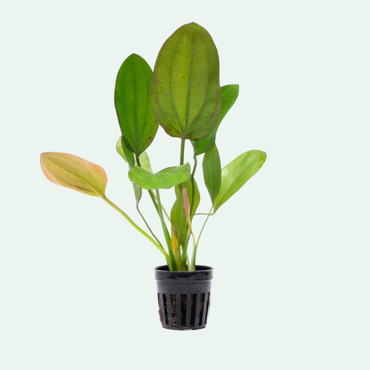 Echinodorus Impai Live Aquarium Plant - Freshwater Aquatic Plant for Fish Tanks, Ponds & Aquascaping | Perfect for Beginners & Planted Aquariums