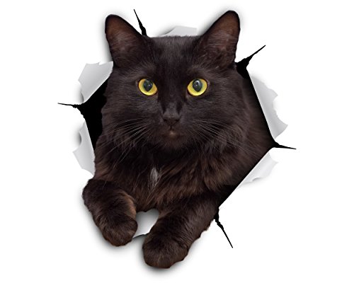 Resting Black Cat