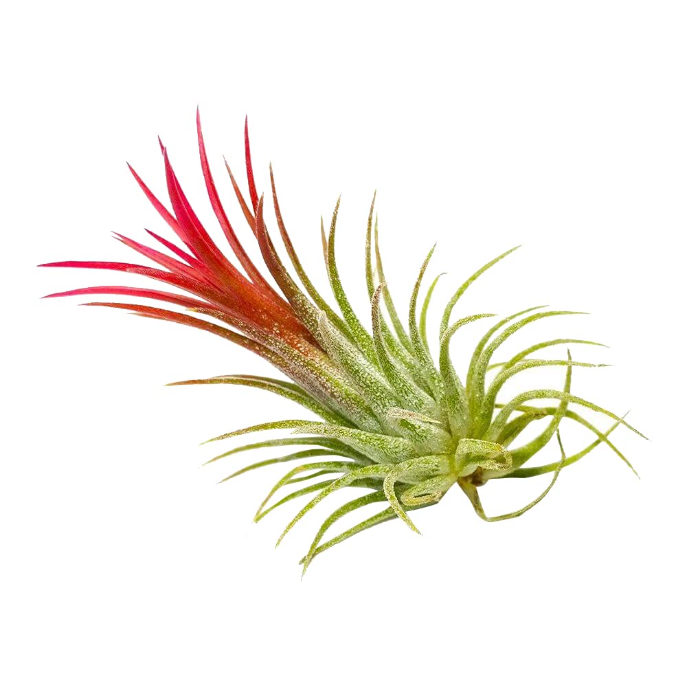 Tillandsia Ionantha Rubra Air Plant 3