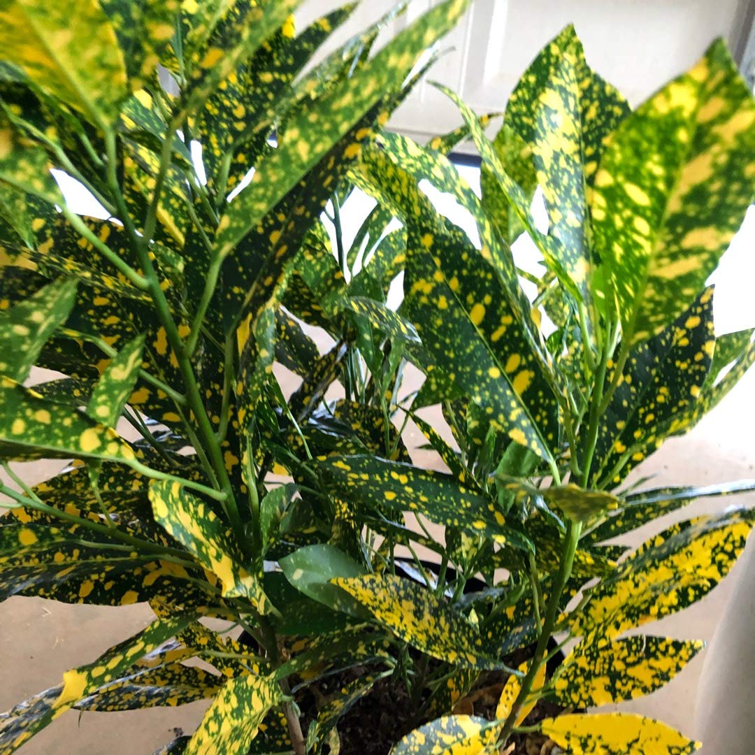 Codiaeum Variegatum 'Gold Dust' - 3 Live Houseplants in 4 Inch Pots - Easy Care Indoor Tropical Foliage - Perfect for Home Office Decor & Air Purification