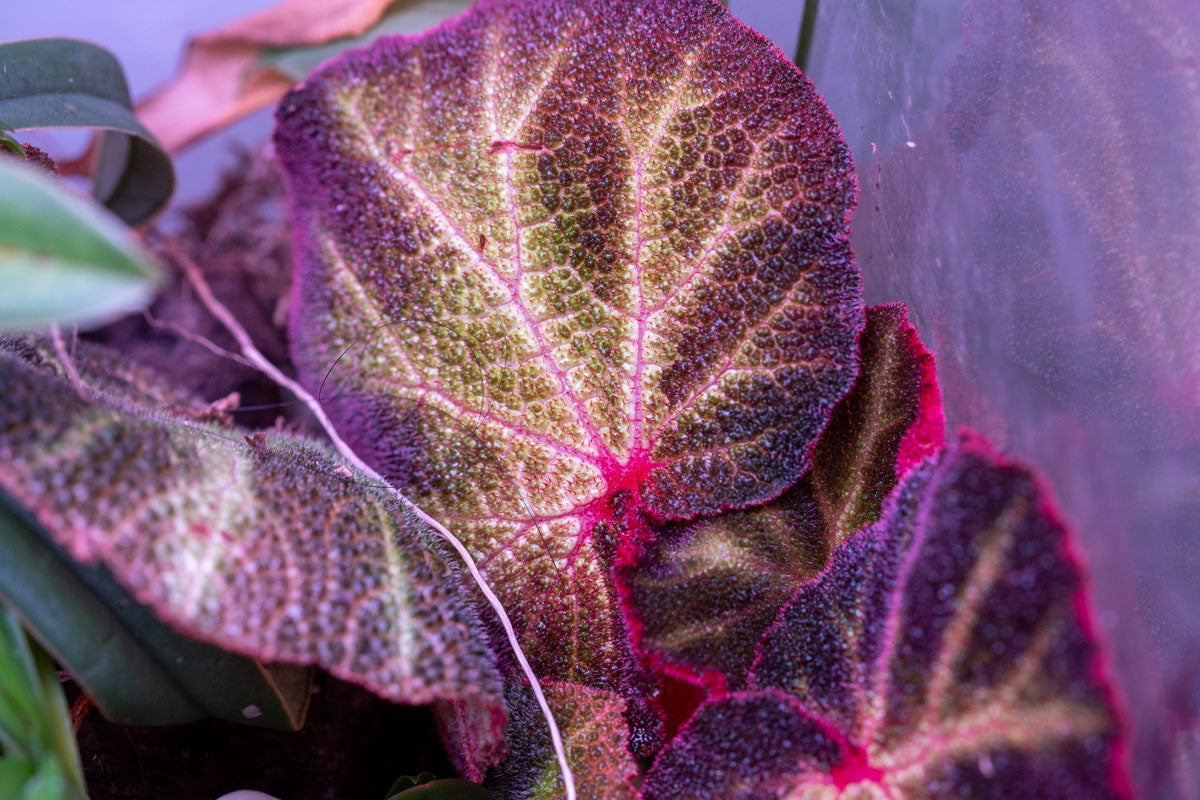 Begonia Soli Mutata - Rare Exotic Begonia Plant for Home & Garden Decor | Perfect for Indoor Houseplants, Office Spaces, and Tropical Landscaping
