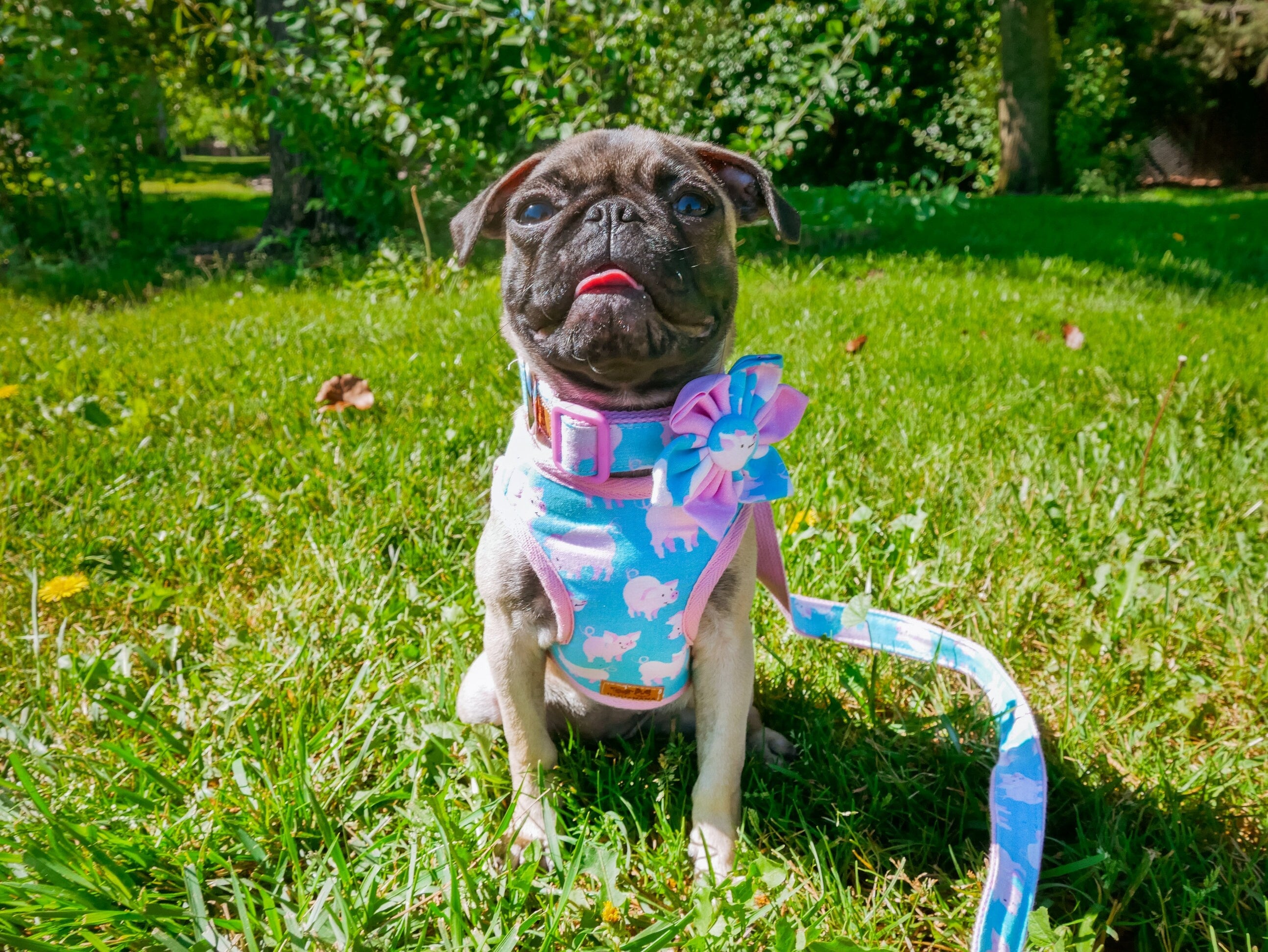 Premium No-Pull Dog Harness with Padded Chest - Adjustable Pet Vest for Small to Large Dogs - Perfect for Walking, Running, and Outdoor Adventures