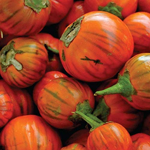 Organic Turkish Orange Eggplant Seeds - Non-GMO Heirloom Variety (25+ Seeds) for Home Vegetable Gardening | Perfect for Container Planting & Mediterranean Cuisine