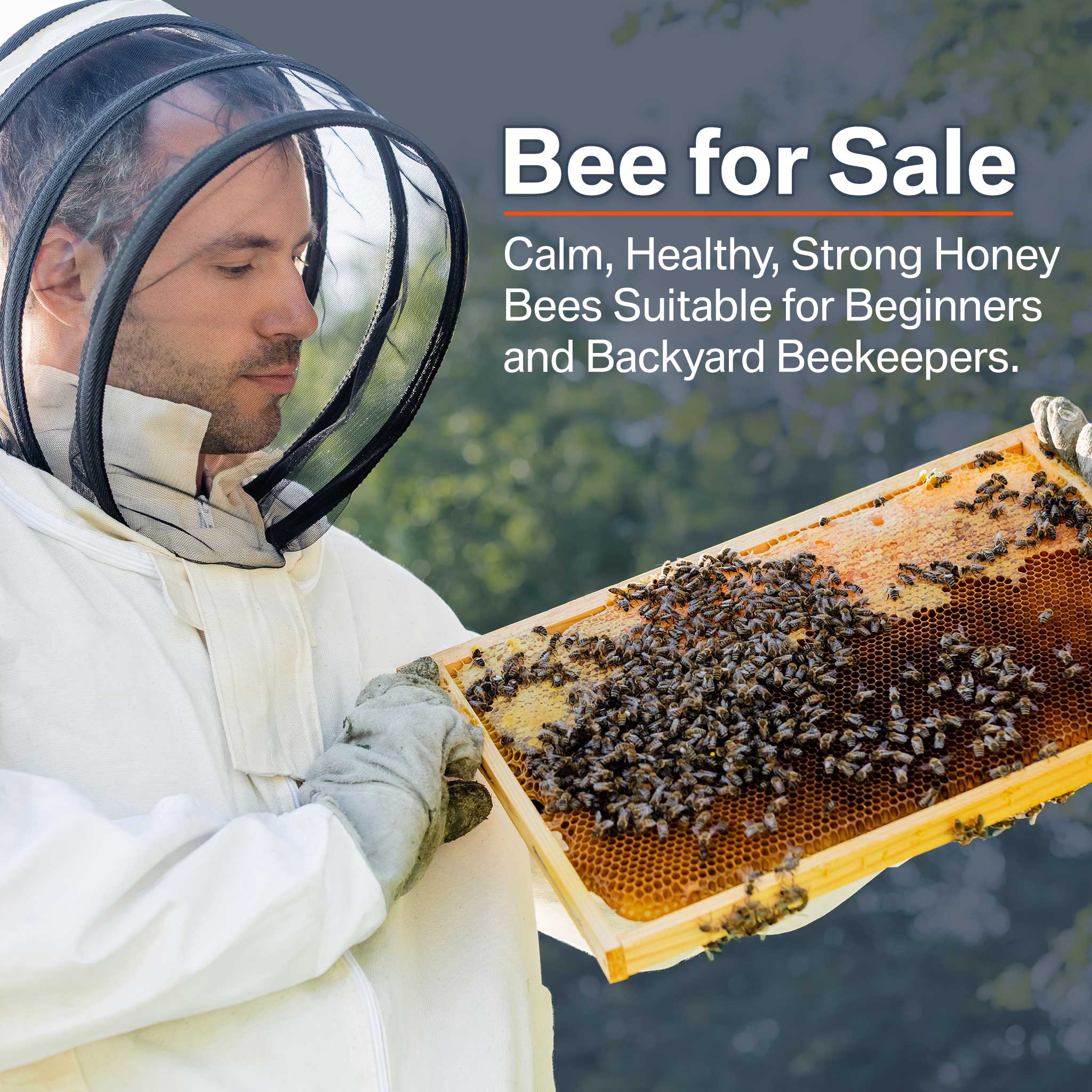 Buy Honey Bees for Sale - Live Bee Colonies for Spring Pre-Order | Beekeeping Starter Kit & Pollination Solution for Gardens & Farms