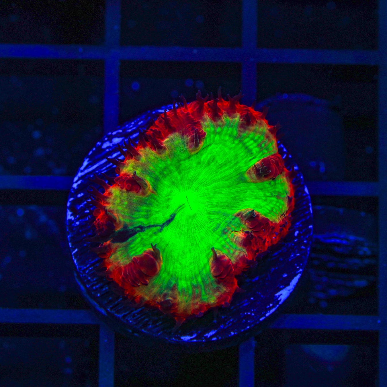 Premium Cherry Melon Blastomussa Coral for Saltwater Aquariums | Vibrant Coral for Reef Tanks | Perfect for Marine Tank Decoration & Coral Propagation