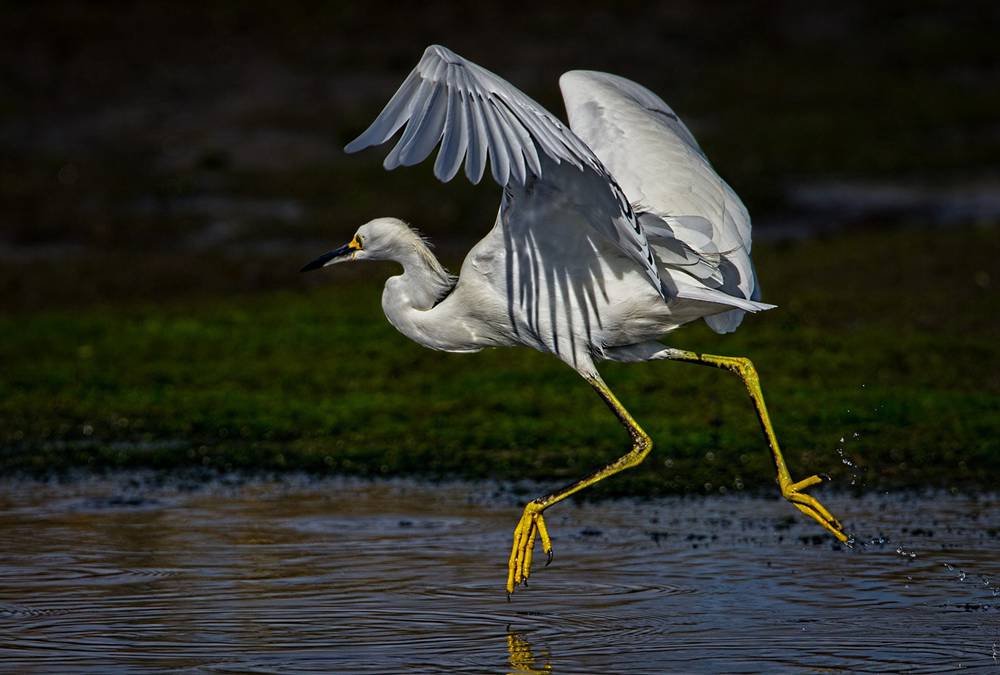 Egret Run Wings Art Print Canvas Poster - 16x24 Inch Home Wall Decor for Living Room, Bedroom & Office | Nature Inspired Bird Painting for Modern Interior Design