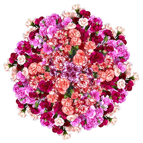 GlobalRose 160 Stems Fresh Cut Novelty Spray Carnations - 640 Blooms Bulk Flowers for Birthdays, Weddings, Anniversaries | Perfect for Centerpieces, Bouquets, and Floral Arrangements