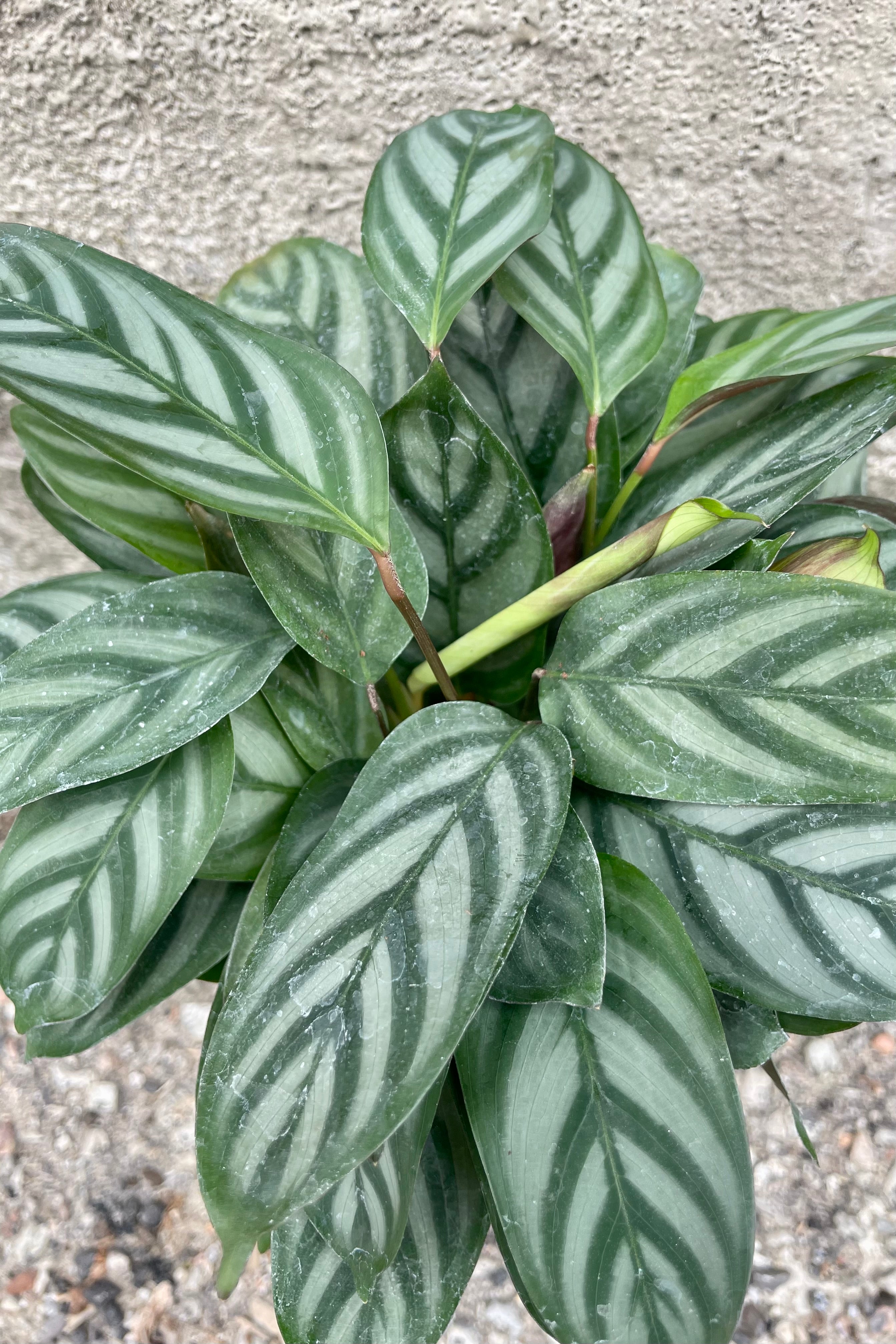 Ctenanthe Setosa 'Silver Star' - 4