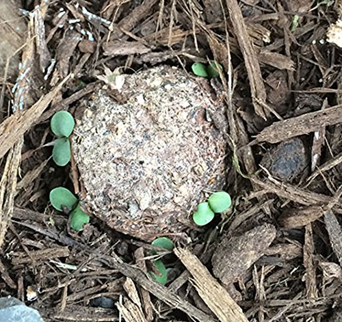 Rocky Mountain Penstemon Seed Balls (Penstemon strictus) - Bulk Wildflower Seeds for Fall Planting | 20 Pack | Attract Pollinators & Beautify Gardens