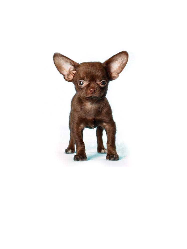 Small Chihuahua Standing Graphic T-Shirt for Women - Cute Dog Lover Casual Tee for Everyday Wear & Outings
