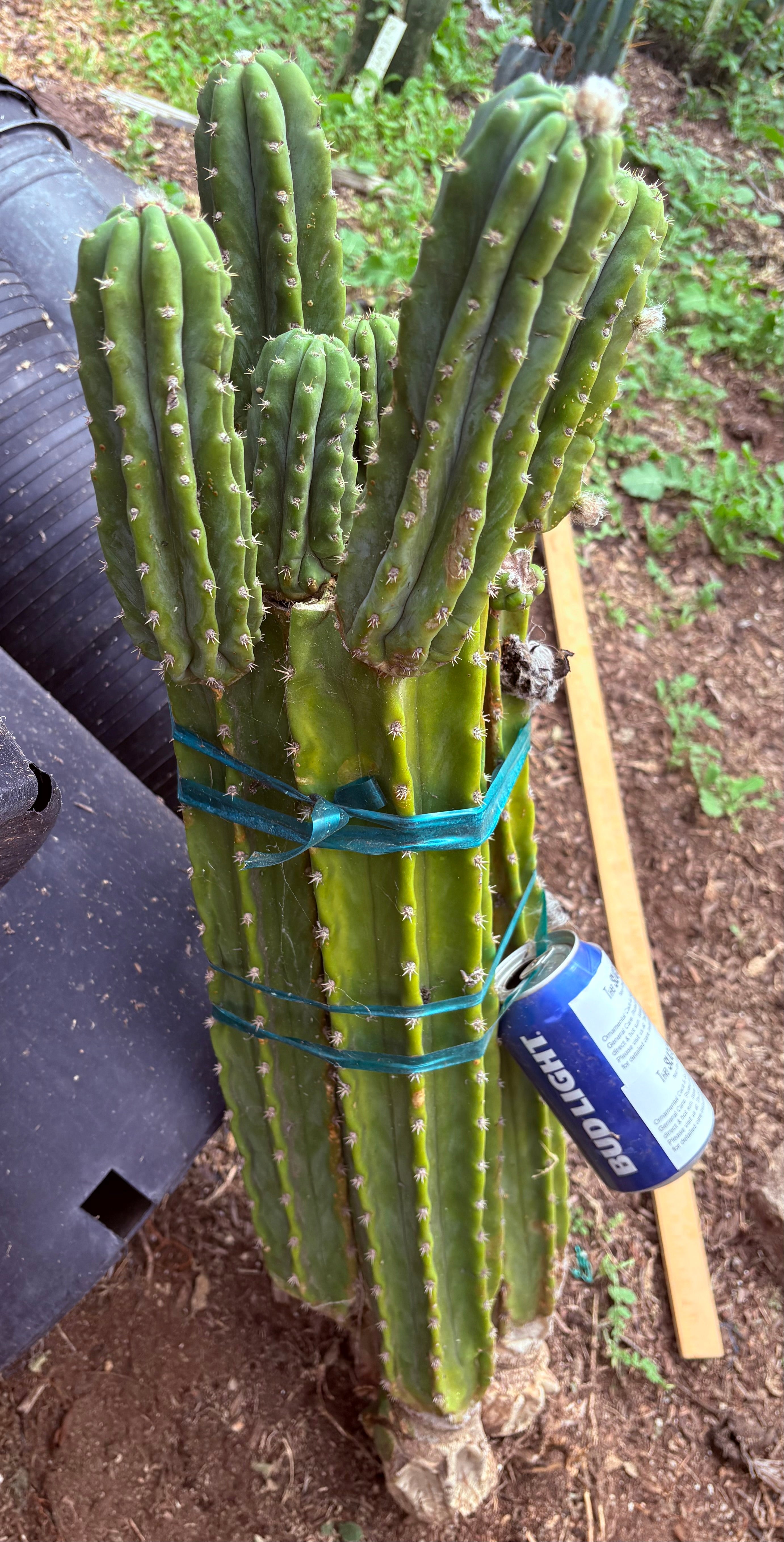 EC143 EXACT Trichocereus Pachanoi PC Cactus Cutting 32