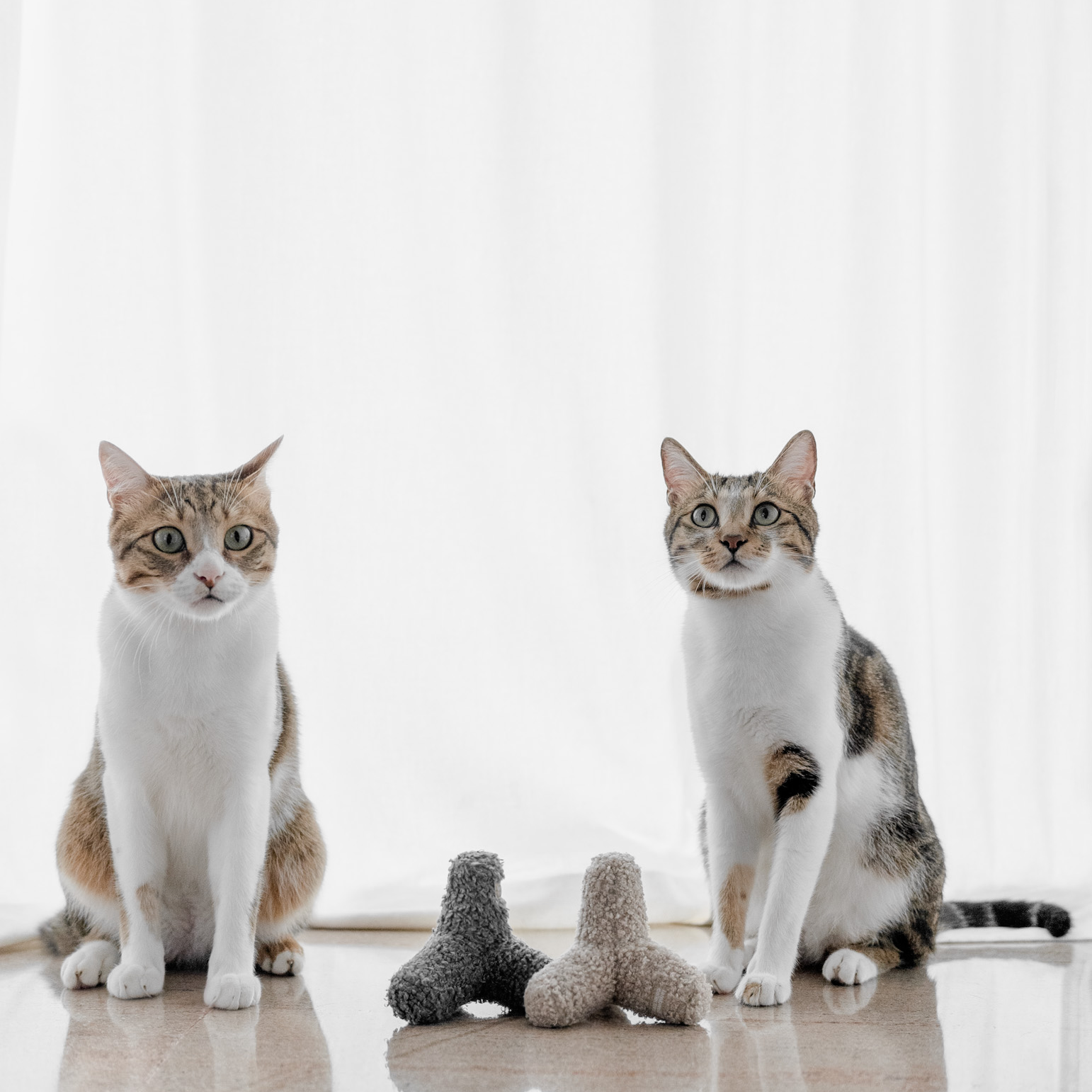 Kitty Breuer - Premium Cat Breuer for Comfort & Style | Perfect for Home, Office & Travel Use