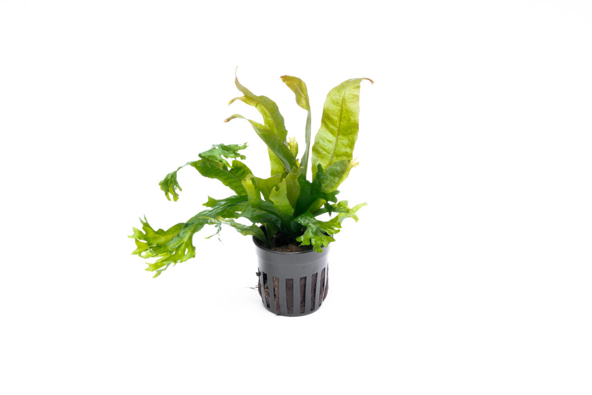 Microsorum Pteropus Coral - Java Fern Aquatic Plant for Freshwater Aquariums | Perfect for Aquascaping, Fish Tanks & Low-Light Aquarium Decor