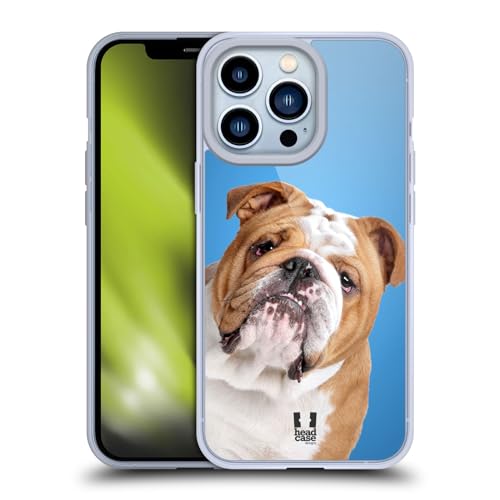 English Bulldog
