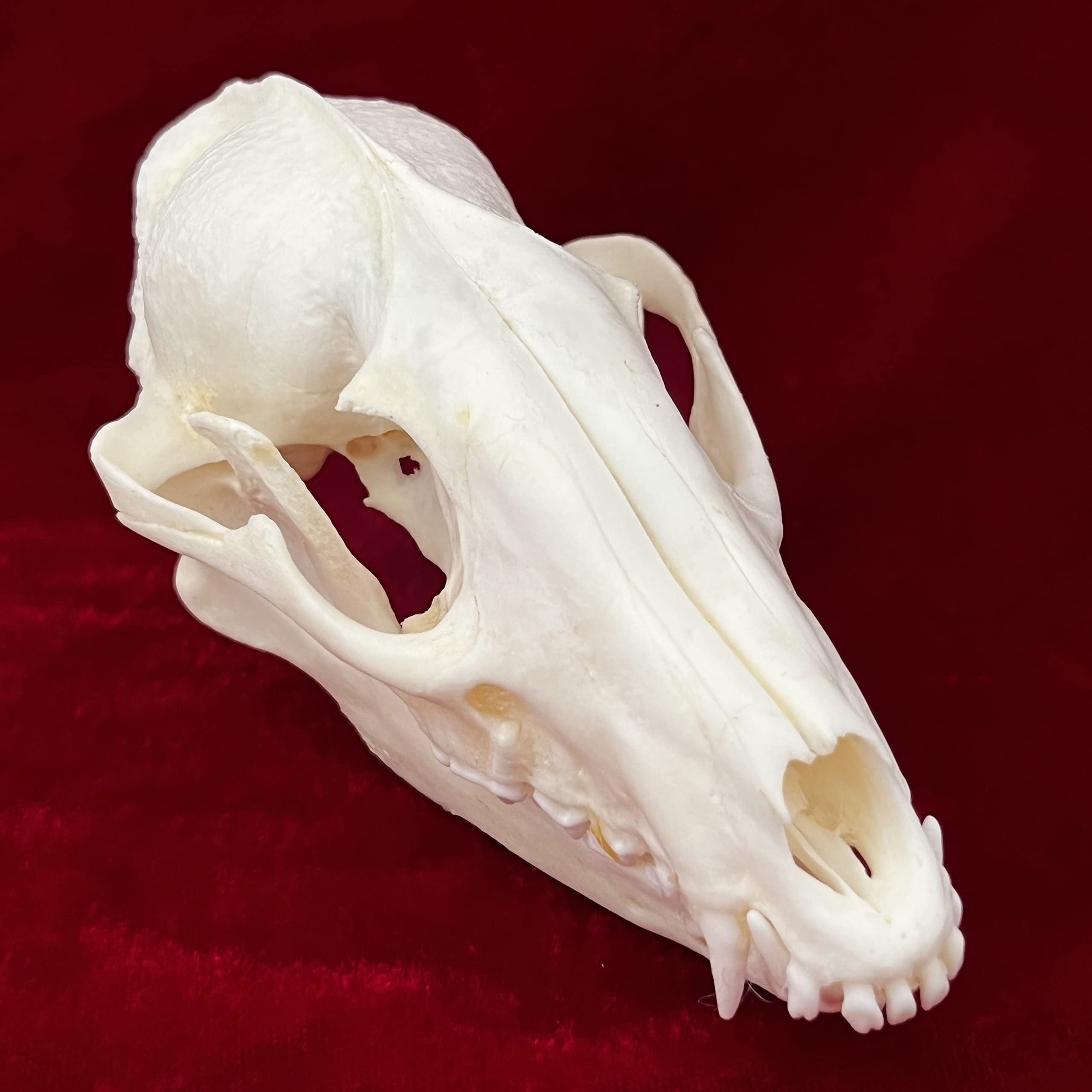 7PCS Real Animal Skull Specimens - Cat, Muskrat, Nutria, Mink, Fox, Raccoon & Turtle - Taxidermy Skull Decor for Home, Study Collection & Unique Gifts | Perfect for Gothic Decor, Biology Education & Oddity Collectors
