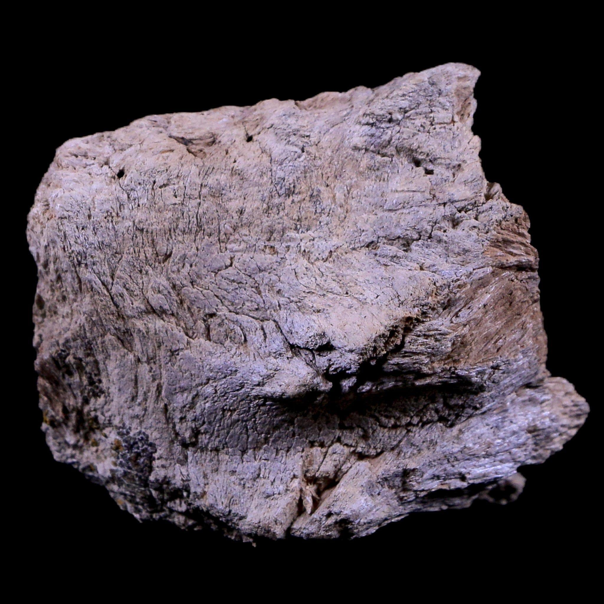 Authentic Gryposaurus Fossil Jaw Maxilla Bone - Duck-Billed Dinosaur Fossil from Judith River Formation, Montana - Includes COA - Perfect for Paleontology Collections, Educational Displays & Dinosaur Enthusiasts