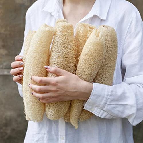 Organic Non-GMO Dishrag Gourd Seeds - Smooth Luffa Sponge for Exfoliating & Cleaning | Heirloom Vegetable Seeds for Planting | Perfect for Gardeners, DIY Beauty & Eco-Friendly Home Use