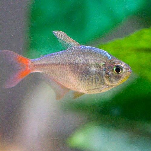 Colombian Tetra Fish (Hyphessobrycon columbianus) - Live Freshwater Aquarium Fish for Community Tanks & Planted Aquascapes