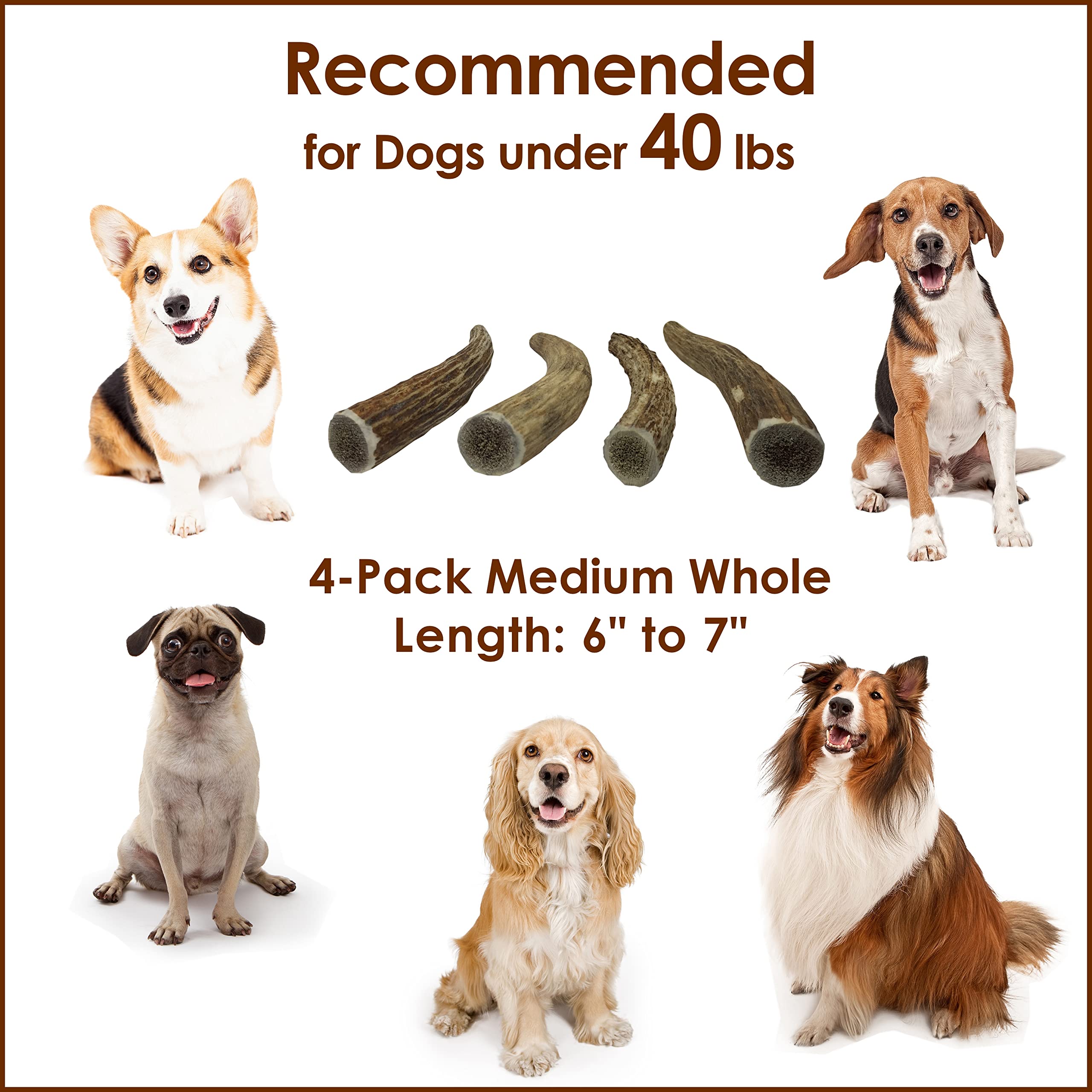 Premium USA-Collected Elk Antler Chews for Dogs - All Natural, A-Grade, Naturally Shed | Medium Whole Antlers (4-Pack) | Long-Lasting Dental Chew for Aggressive Chewers & Puppy Teething Relief