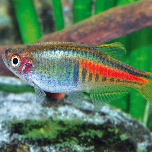 Glowlight Danio (Danio Choprai) - Live Aquarium Fish for Freshwater Tanks | Perfect for Community Aquariums & Nano Tanks