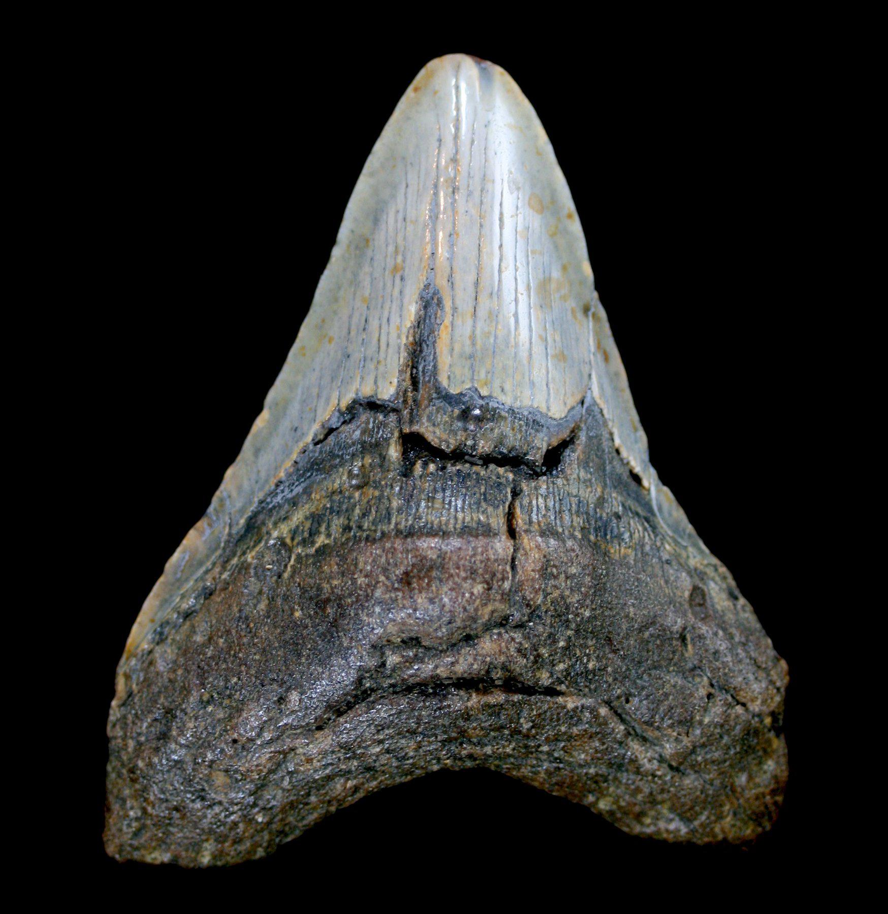 Authentic Megalodon Shark Tooth Fossil - Large Prehistoric Specimen for Collectors & Decor | Perfect for Home Display, Classroom Education & Gift Giving
