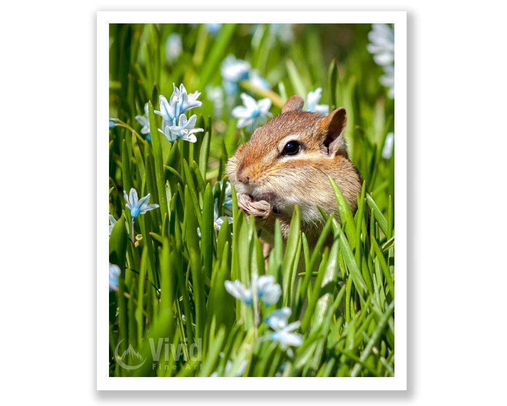 Chipmunk Wall Art Photography - Cute Wildlife Decor for Living Room, Bedroom & Office | Nature-Inspired Home Decor
