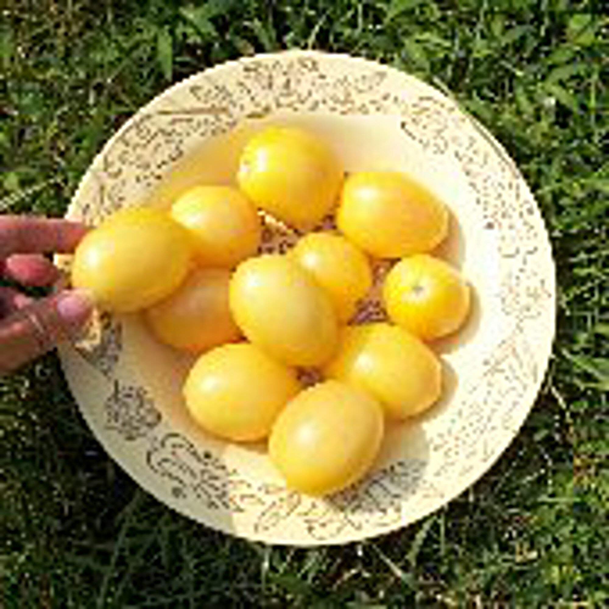Non-GMO Old Ivory Egg Tomato Seeds (20+ Seeds) - Heirloom Vegetable Seeds for Planting | Home Garden, Greenhouse, or Container Gardening | Perfect for Fresh Salads, Sauces, and Canning