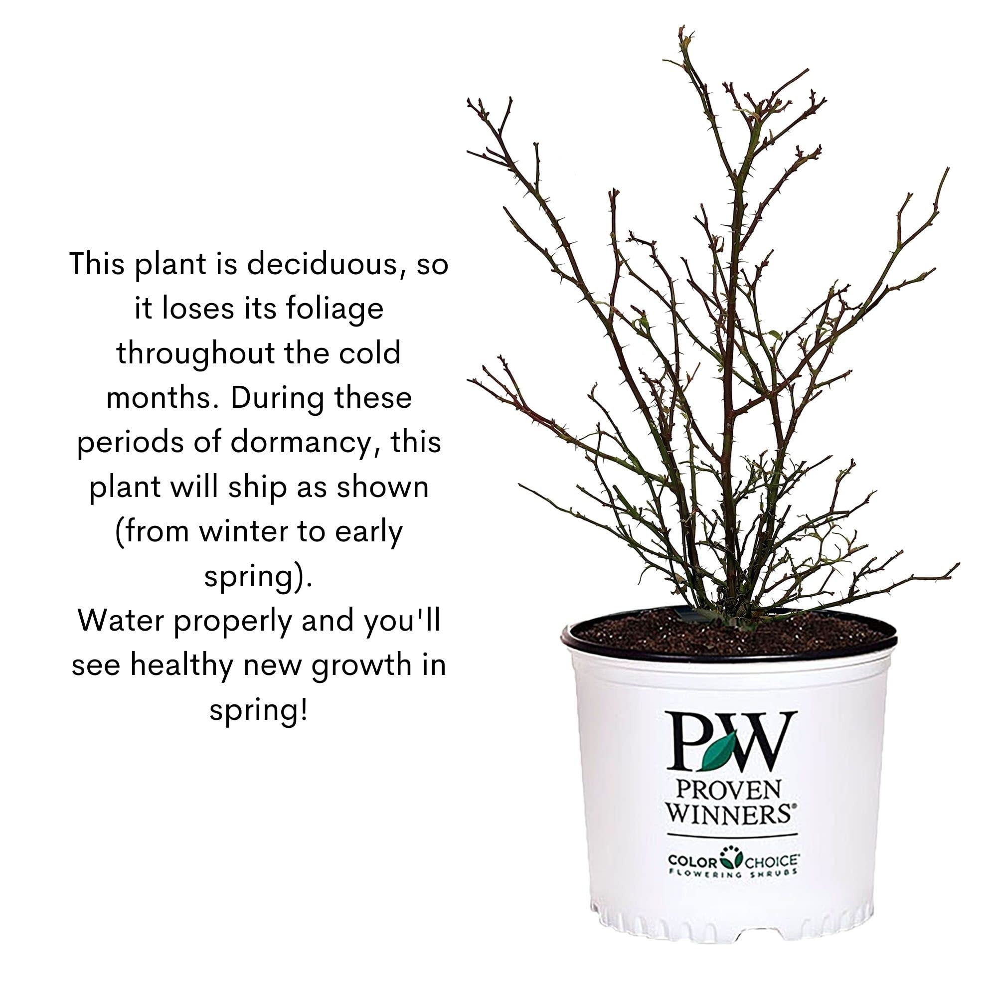 2 Gallon Proven Winners Rose Suñorita Shrub - Beautiful Blooming Shrub for Landscaping, Garden Borders & Outdoor Decor
