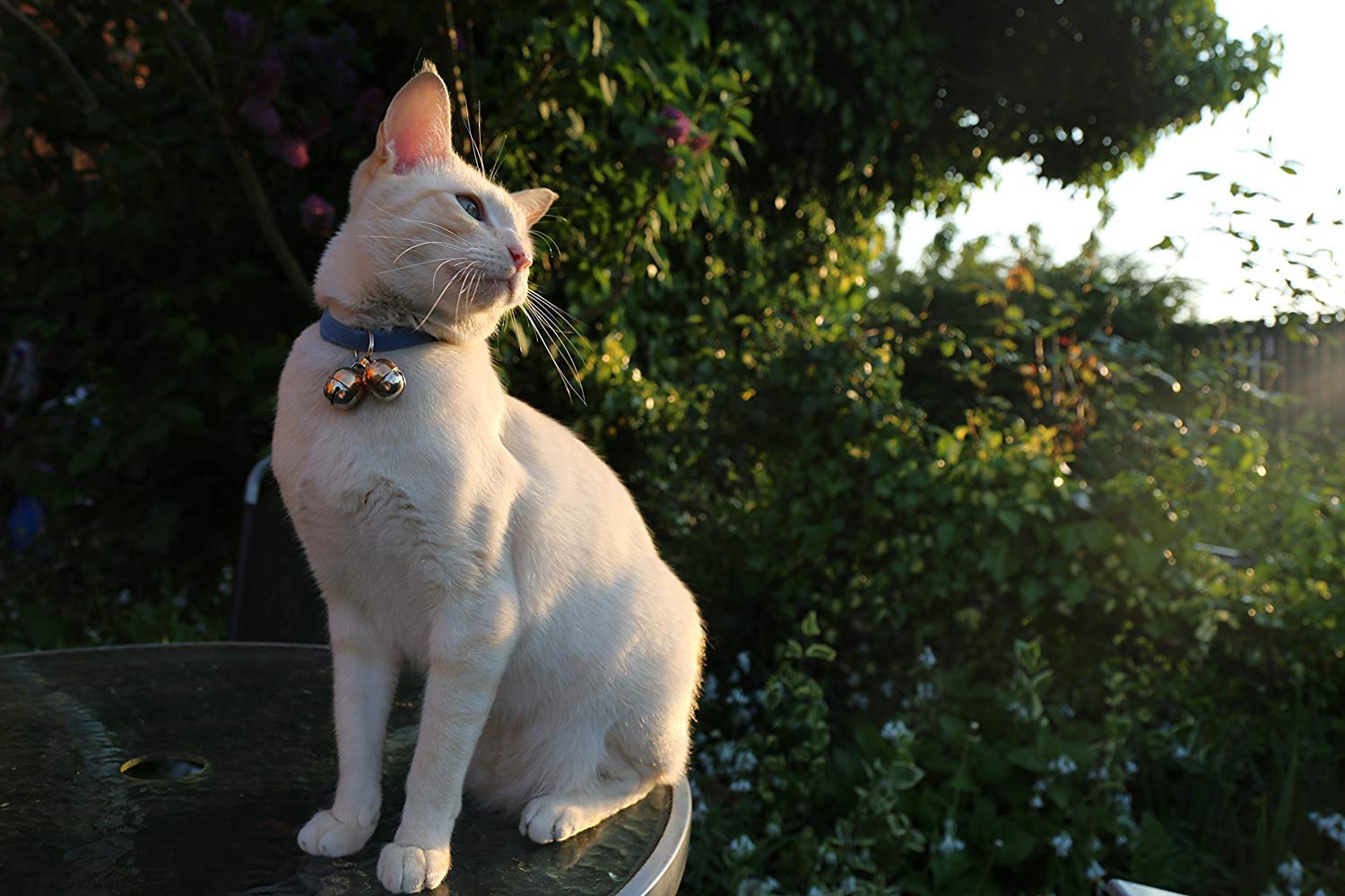 Extra Loud Pet Bells for Cats & Dogs - Save Birds & Wildlife - Handmade Copper - for Outdoor Adventures
